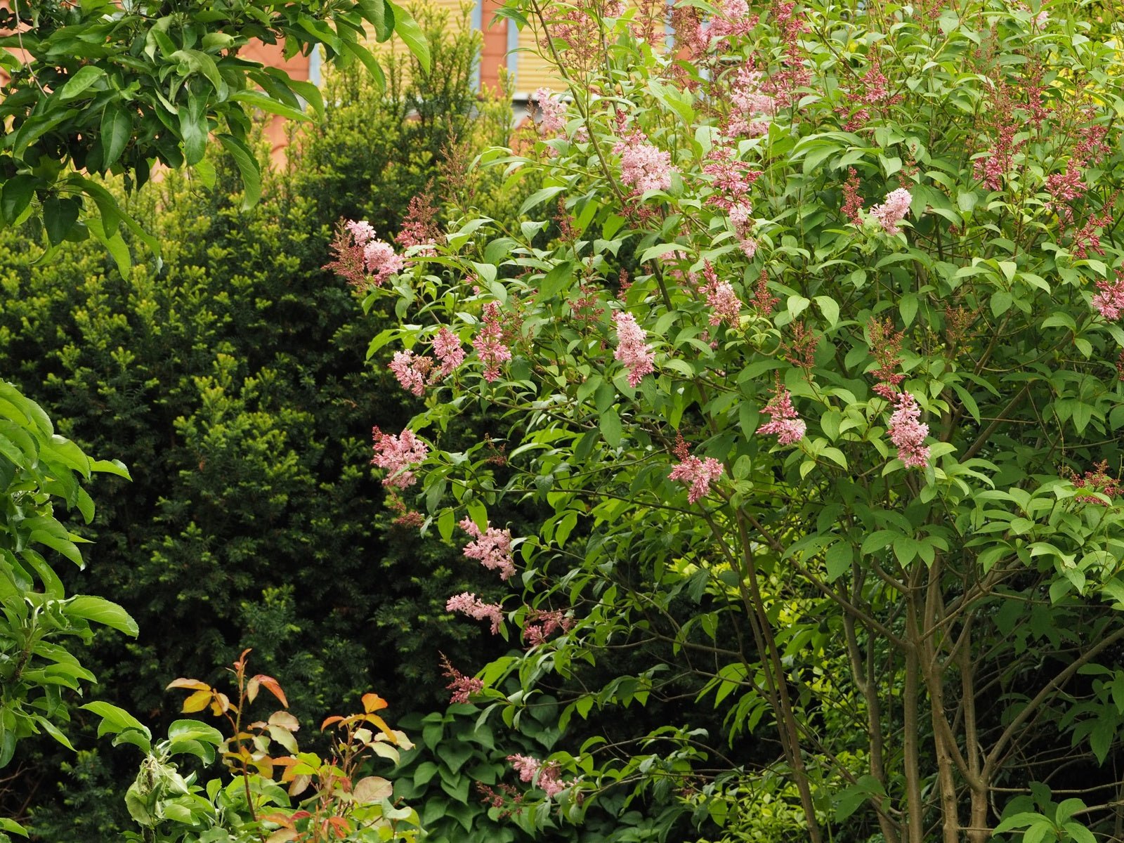 Syringa prestoniae (x) 'James MacFarlane' - Herrenkamper Gärten - Pflanzenraritäten