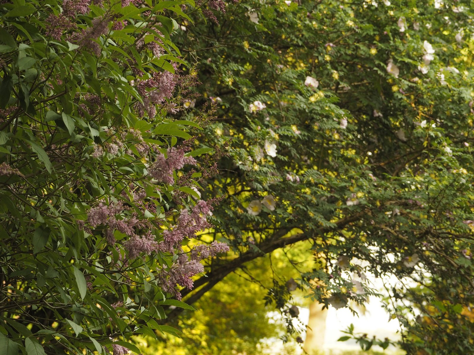 Syringa prestoniae (x) 'James MacFarlane' - Herrenkamper Gärten - Pflanzenraritäten