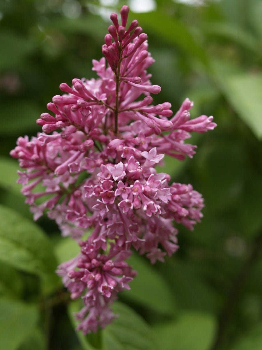 Syringa prestoniae (x) 'James MacFarlane' - Herrenkamper Gärten - Pflanzenraritäten