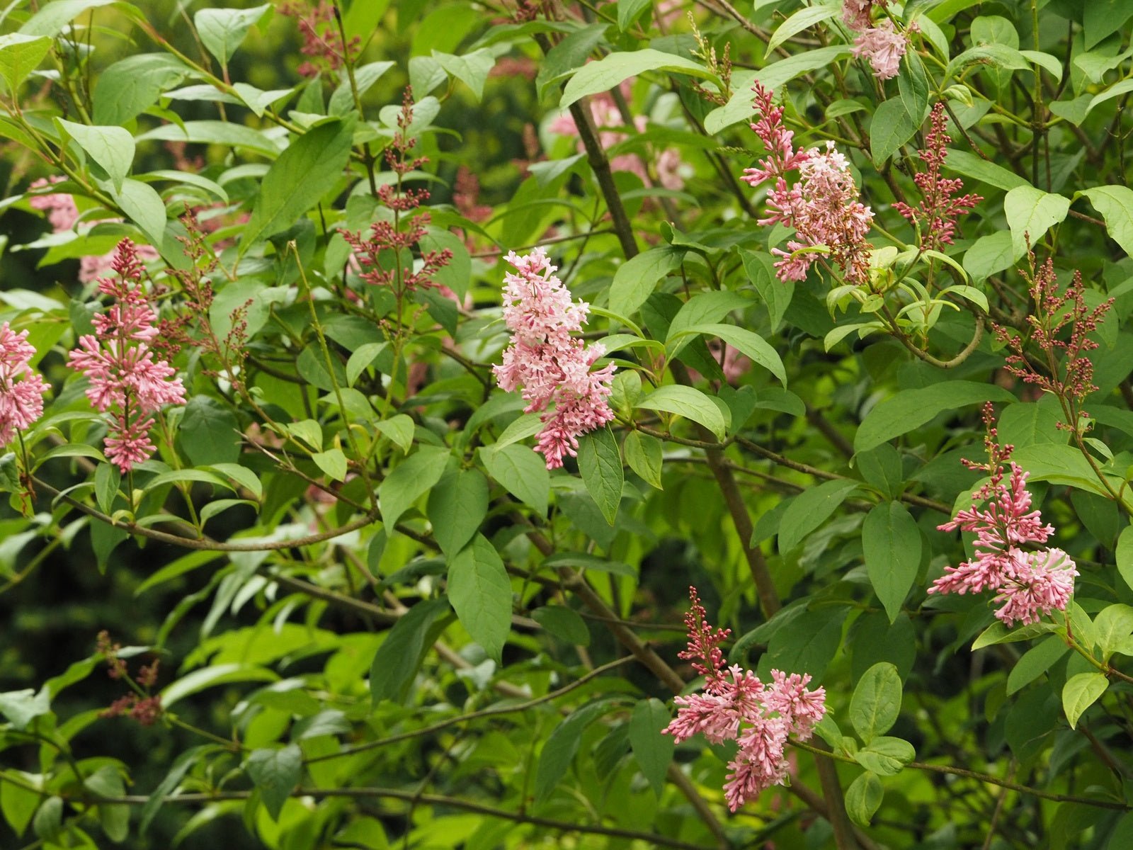 Syringa prestoniae (x) 'James MacFarlane' - Herrenkamper Gärten - Pflanzenraritäten