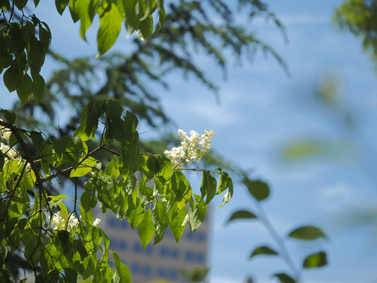 Syringa reticulata - Herrenkamper Gärten - Pflanzenraritäten