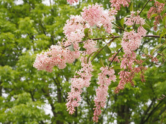 Syringa swegiflexa - Herrenkamper Gärten - Pflanzenraritäten