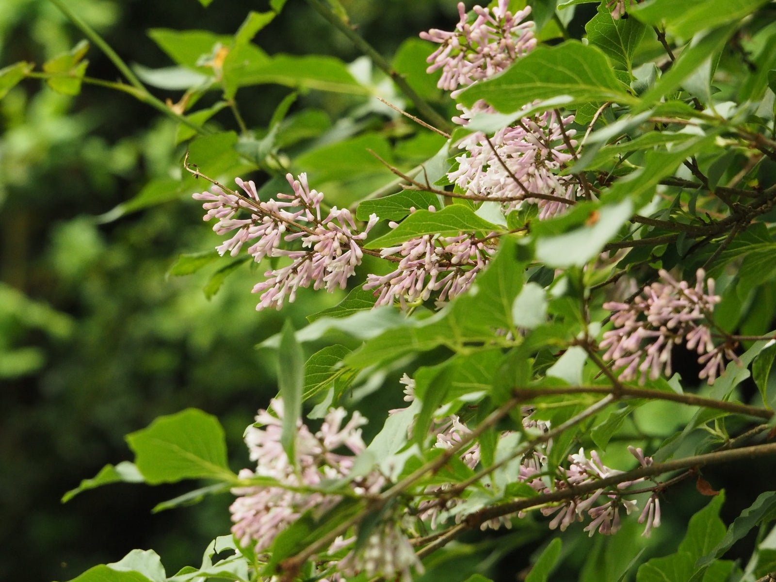 Syringa villosa - Herrenkamper Gärten - Pflanzenraritäten