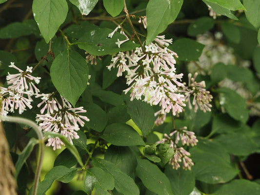 Syringa villosa - Herrenkamper Gärten - Pflanzenraritäten