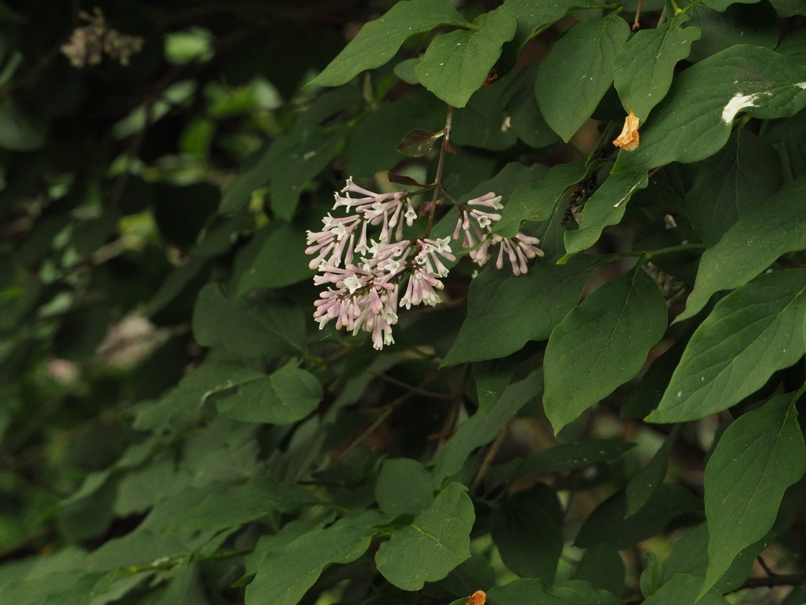 Syringa villosa - Herrenkamper Gärten - Pflanzenraritäten