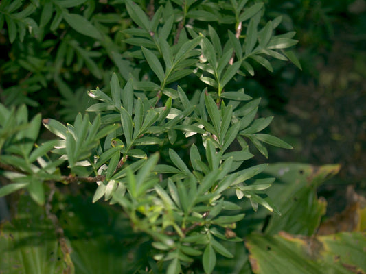 Syringa x persica 'Laciniata' - Herrenkamper Gärten - Pflanzenraritäten