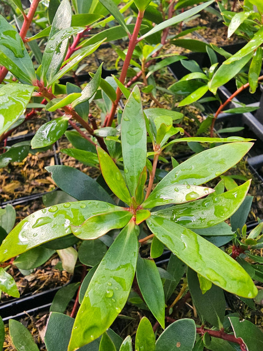 Tasmannia lanceolata, syn. Drimys lanceolata - Herrenkamper Gärten - Pflanzenraritäten