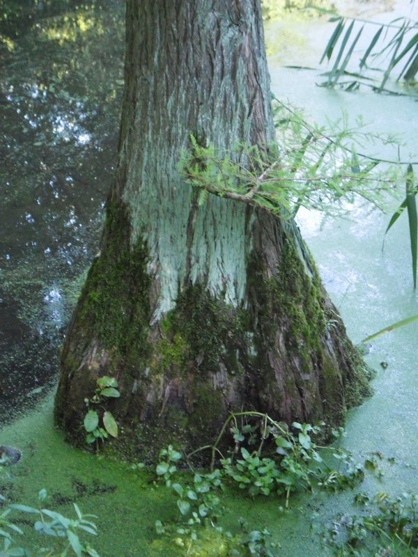 Taxodium distichum - Herrenkamper Gärten - Pflanzenraritäten