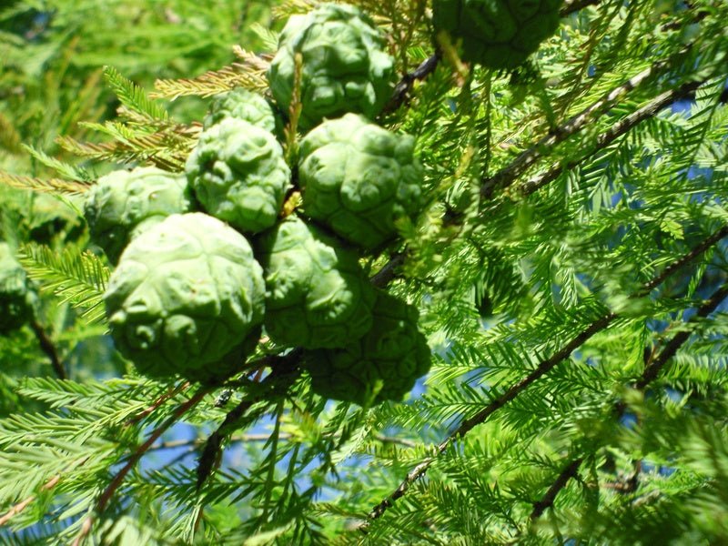 Taxodium distichum - Herrenkamper Gärten - Pflanzenraritäten