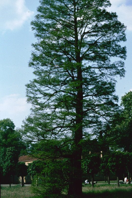 Taxodium distichum - Herrenkamper Gärten - Pflanzenraritäten