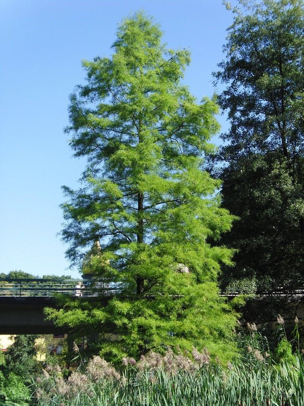 Taxodium distichum - Herrenkamper Gärten - Pflanzenraritäten