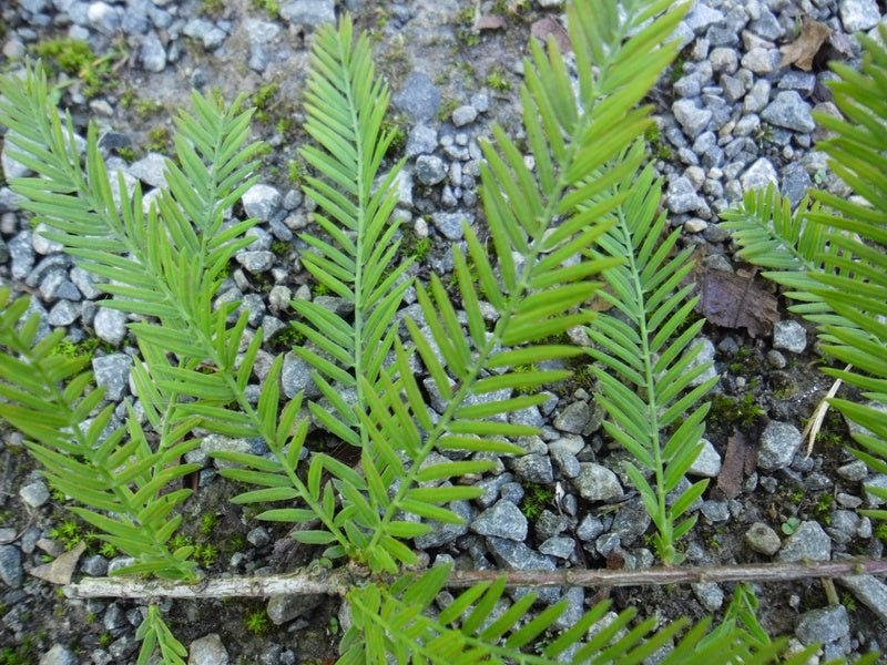 Taxodium distichum - Herrenkamper Gärten - Pflanzenraritäten