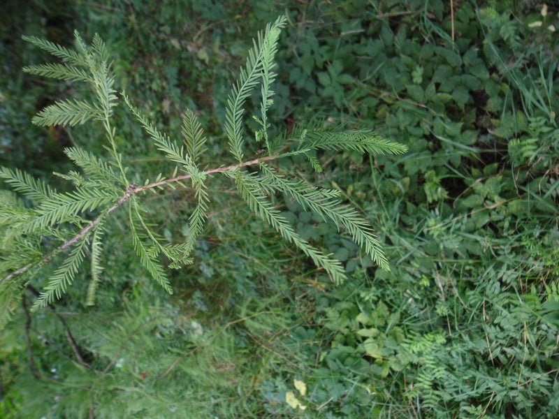 Taxodium distichum - Herrenkamper Gärten - Pflanzenraritäten