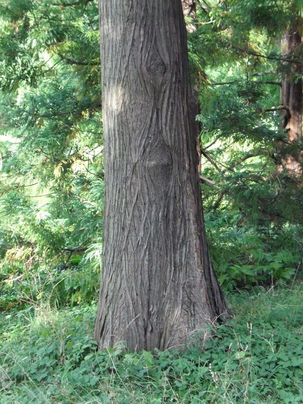 Taxodium distichum - Herrenkamper Gärten - Pflanzenraritäten