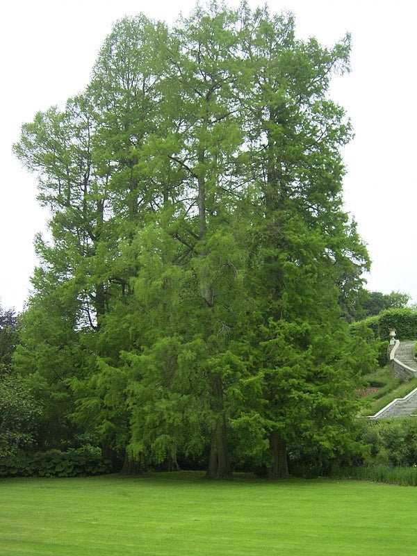 Taxodium distichum - Herrenkamper Gärten - Pflanzenraritäten