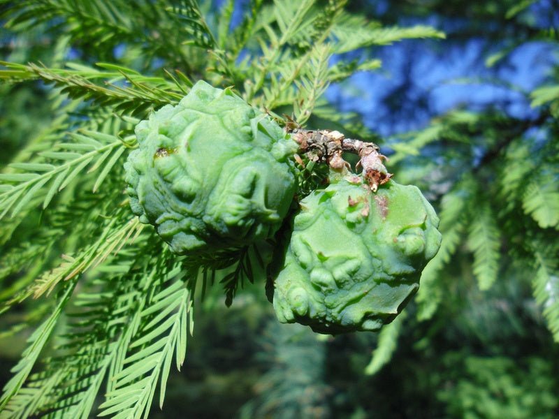 Taxodium distichum - Herrenkamper Gärten - Pflanzenraritäten