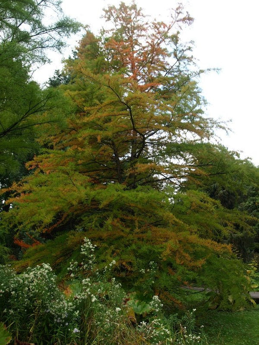 Taxodium distichum - Herrenkamper Gärten - Pflanzenraritäten