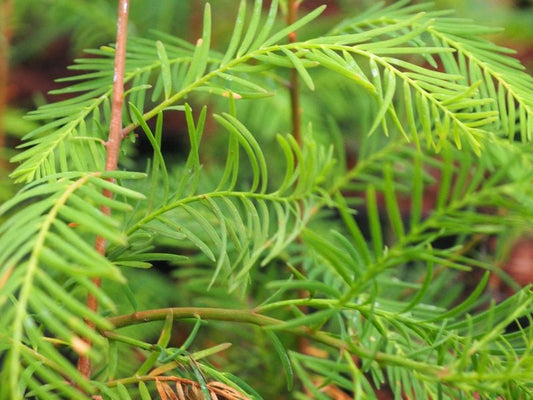 Taxodium mucronatum - Herrenkamper Gärten - Pflanzenraritäten