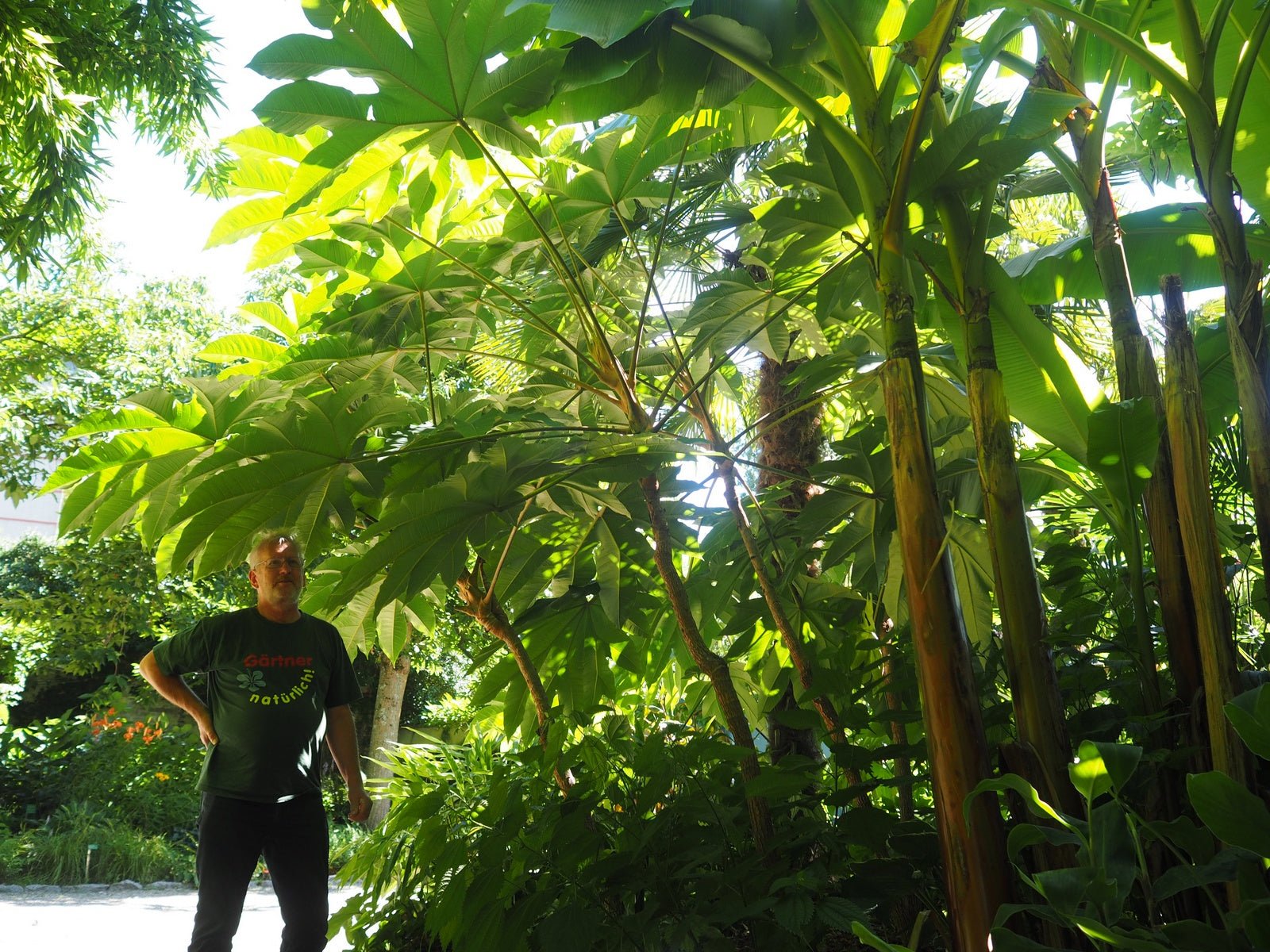 Tetrapanax papyrifer 'Rex' - Herrenkamper Gärten - Pflanzenraritäten