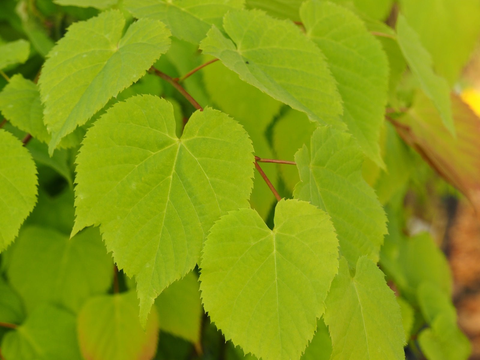 Tilia amurensis - Herrenkamper Gärten - Pflanzenraritäten