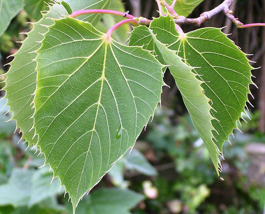 Tilia henryana - Herrenkamper Gärten - Pflanzenraritäten