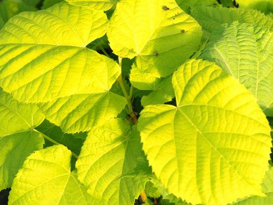 Tilia mandshurica - Herrenkamper Gärten - Pflanzenraritäten