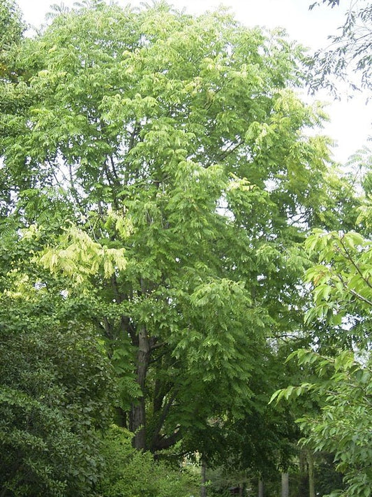 Toona sinensis - Herrenkamper Gärten - Pflanzenraritäten