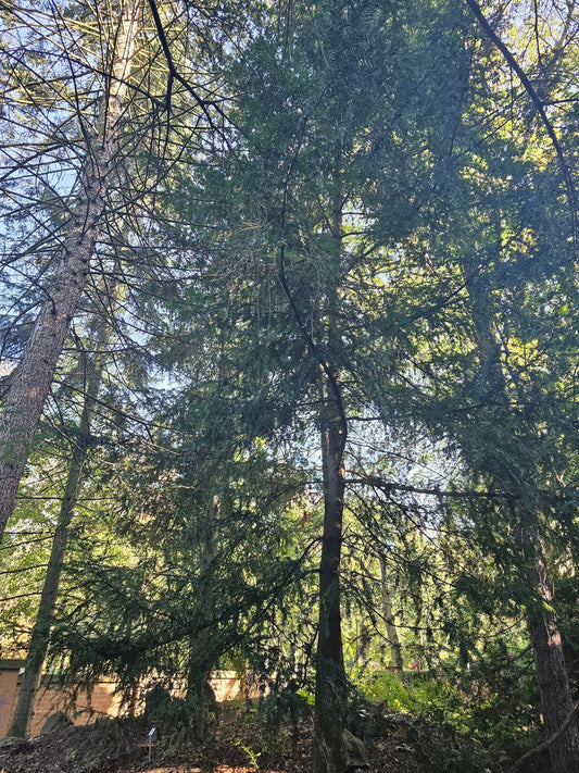 Torreya californica - Herrenkamper Gärten - Pflanzenraritäten