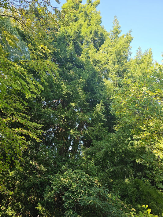 Torreya grandis - Herrenkamper Gärten - Pflanzenraritäten