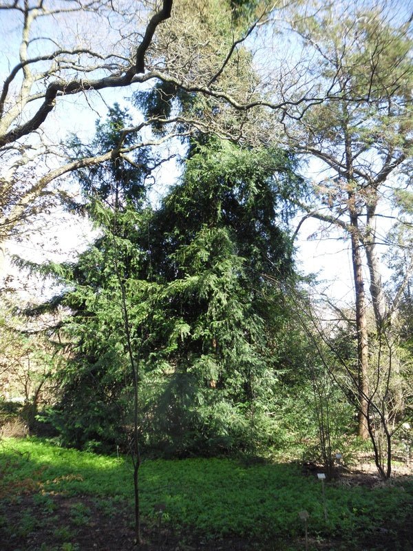 Torreya nucifera - Herrenkamper Gärten - Pflanzenraritäten