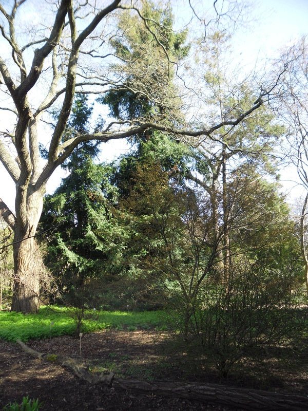 Torreya nucifera - Herrenkamper Gärten - Pflanzenraritäten