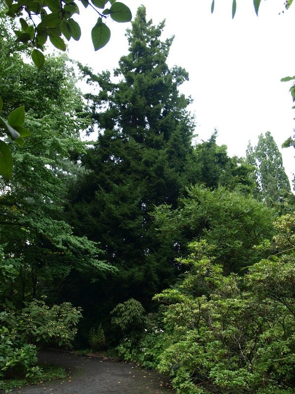 Torreya nucifera - Herrenkamper Gärten - Pflanzenraritäten