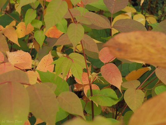 Toxicodendron sylvestre - Herrenkamper Gärten - Pflanzenraritäten