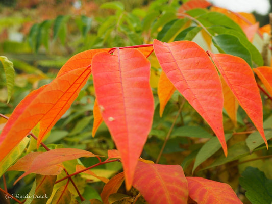 Toxicodendron verniciflua - Herrenkamper Gärten - Pflanzenraritäten