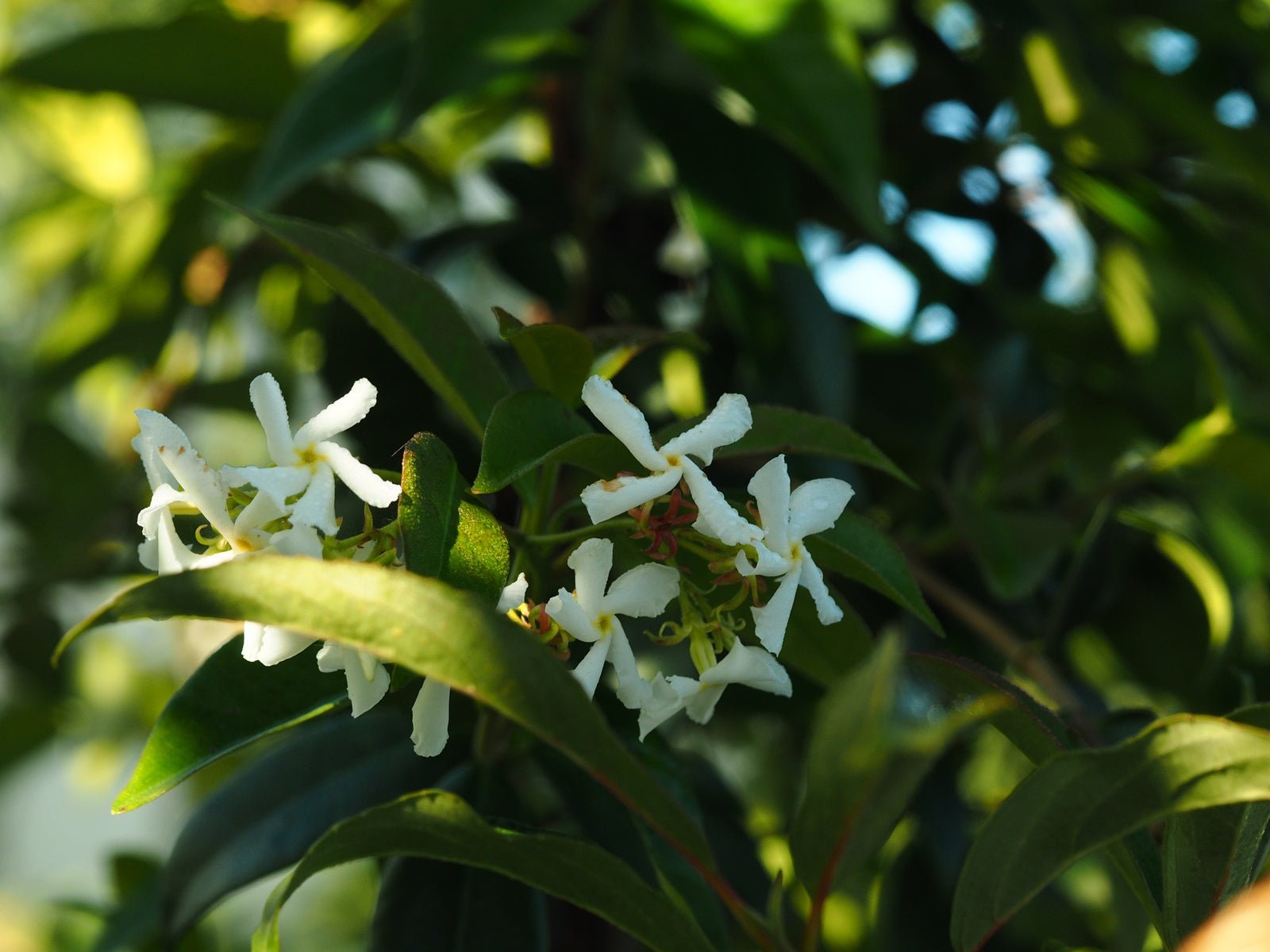 Trachelospermum jasminoides - Herrenkamper Gärten - Pflanzenraritäten