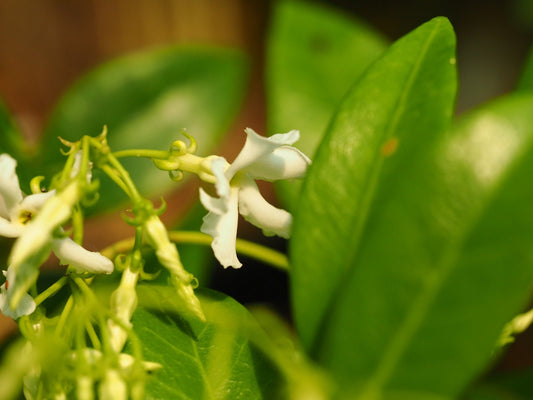 Trachelospermum jasminoides - Herrenkamper Gärten - Pflanzenraritäten