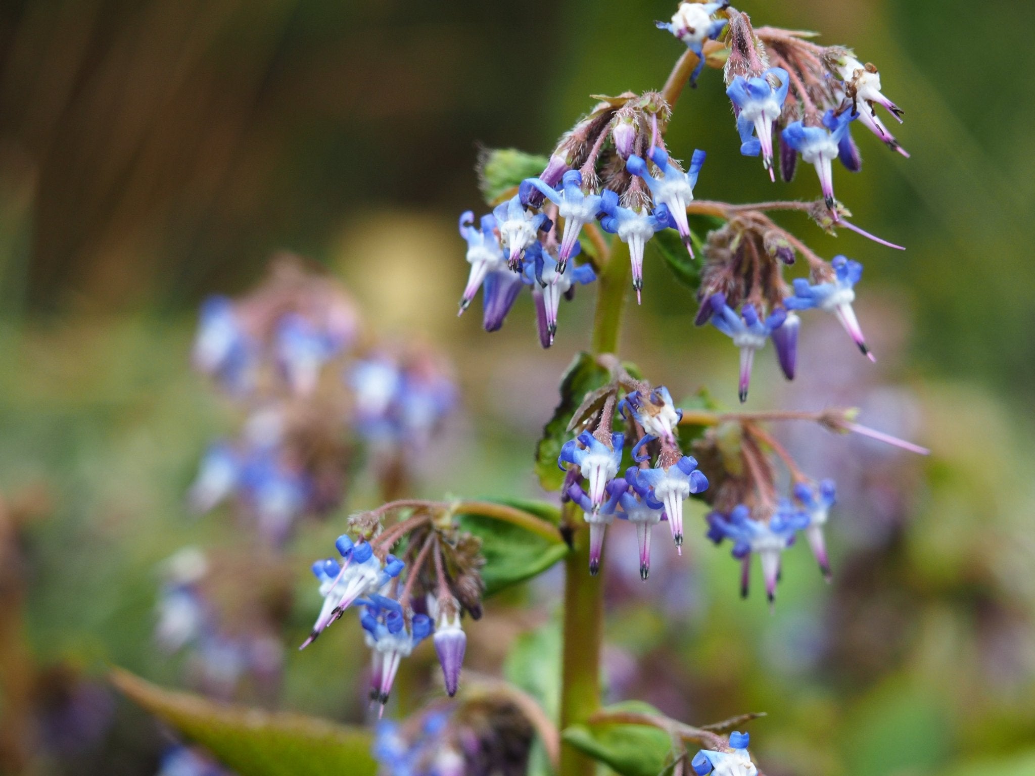 Trachystemon orientalis - Herrenkamper Gärten - Pflanzenraritäten