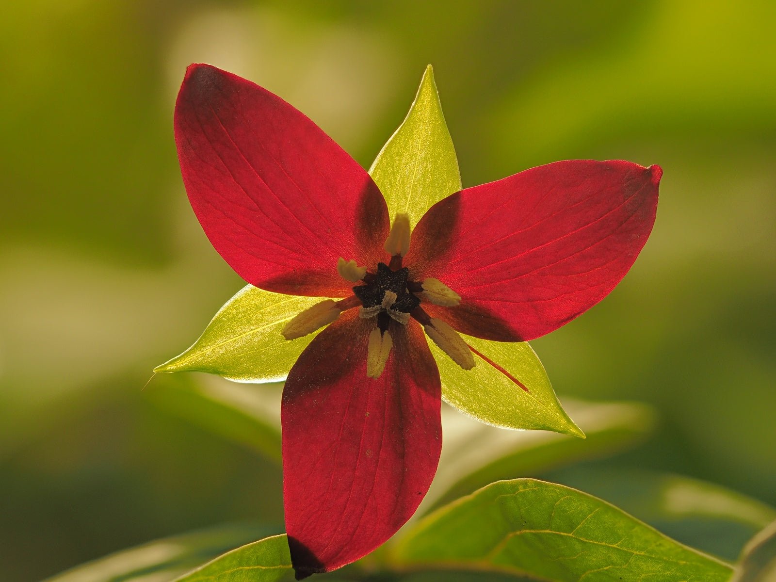 Trillium erectum - Herrenkamper Gärten - Pflanzenraritäten