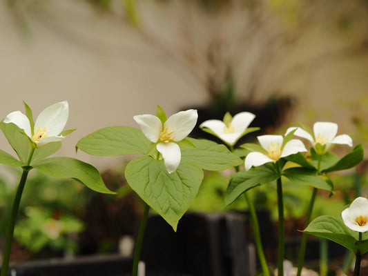 Trillium grandiflorum - Herrenkamper Gärten - Pflanzenraritäten