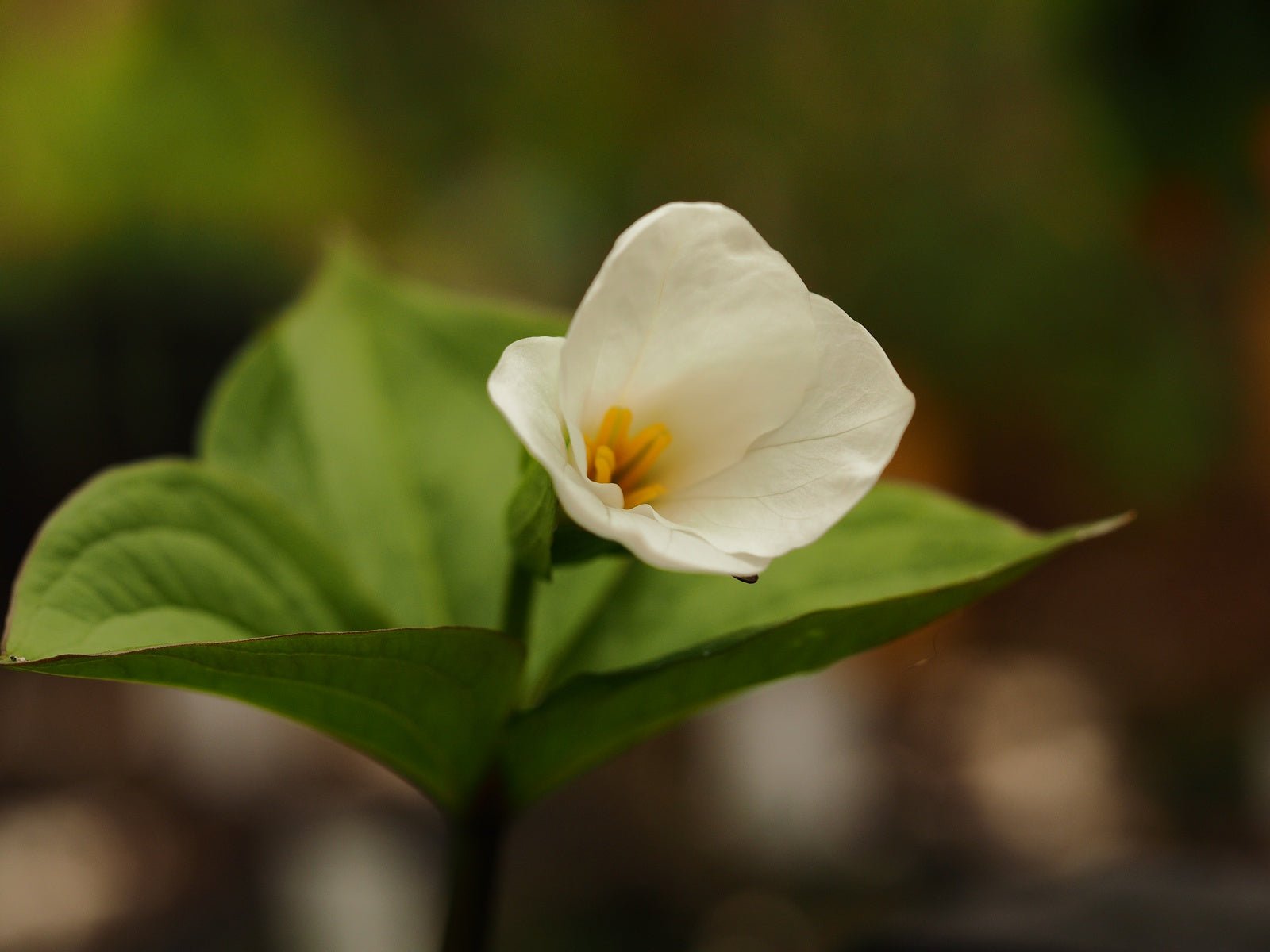 Trillium grandiflorum - Herrenkamper Gärten - Pflanzenraritäten