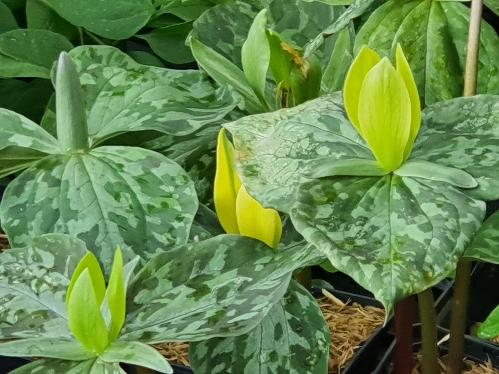 Trillium luteum - Herrenkamper Gärten - Pflanzenraritäten