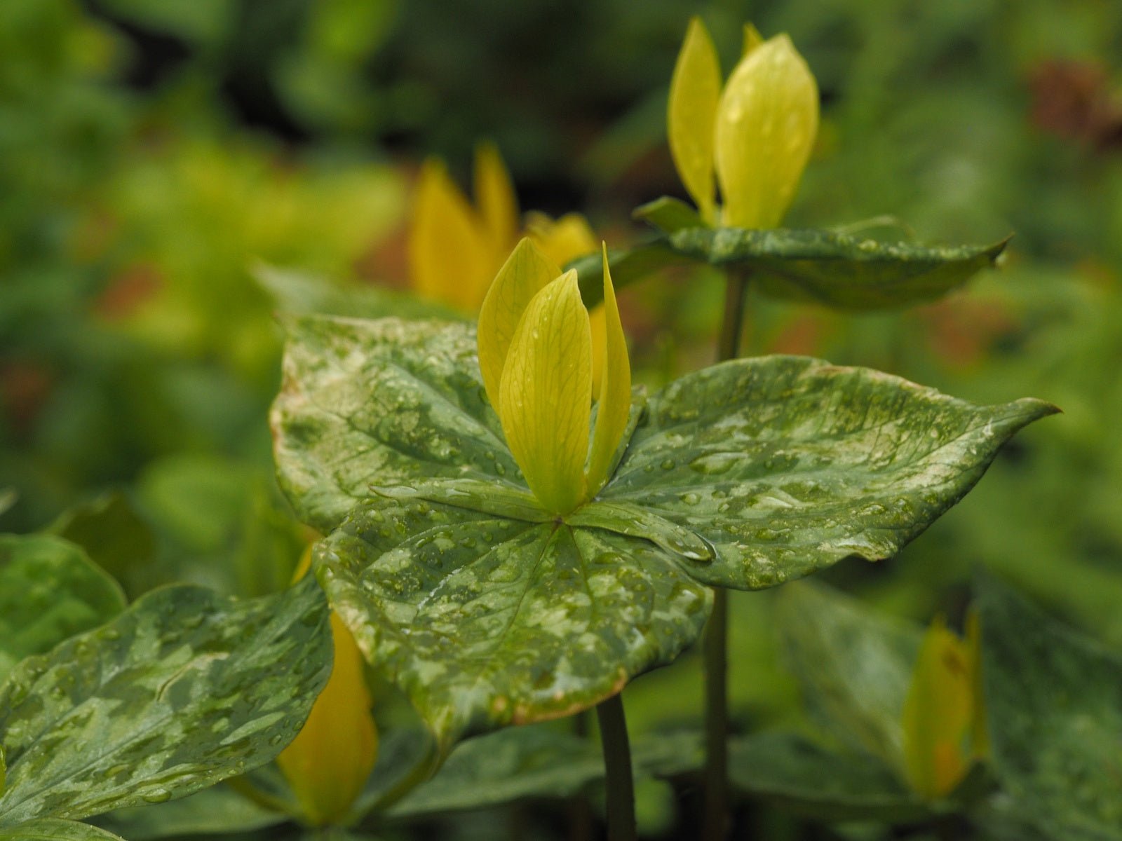 Trillium luteum - Herrenkamper Gärten - Pflanzenraritäten