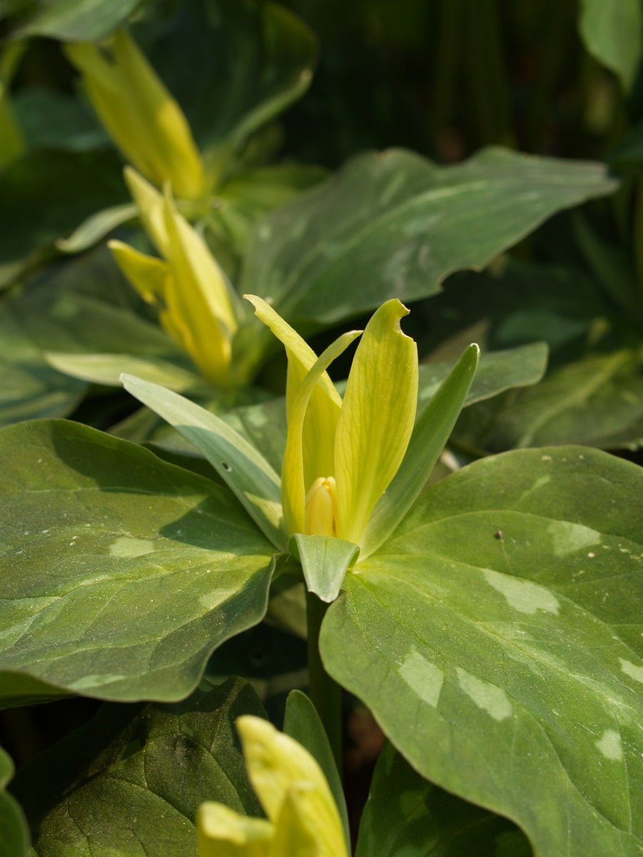 Trillium luteum - Herrenkamper Gärten - Pflanzenraritäten