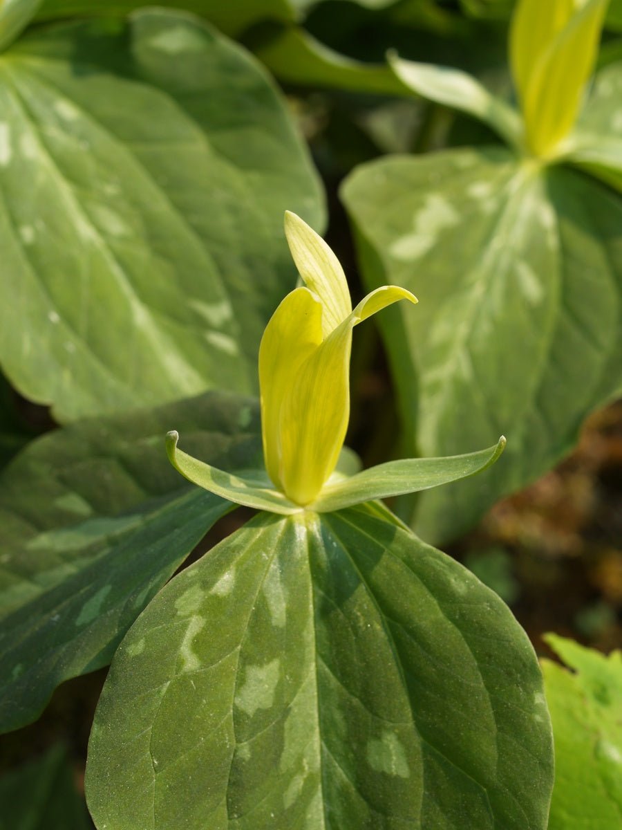 Trillium luteum - Herrenkamper Gärten - Pflanzenraritäten