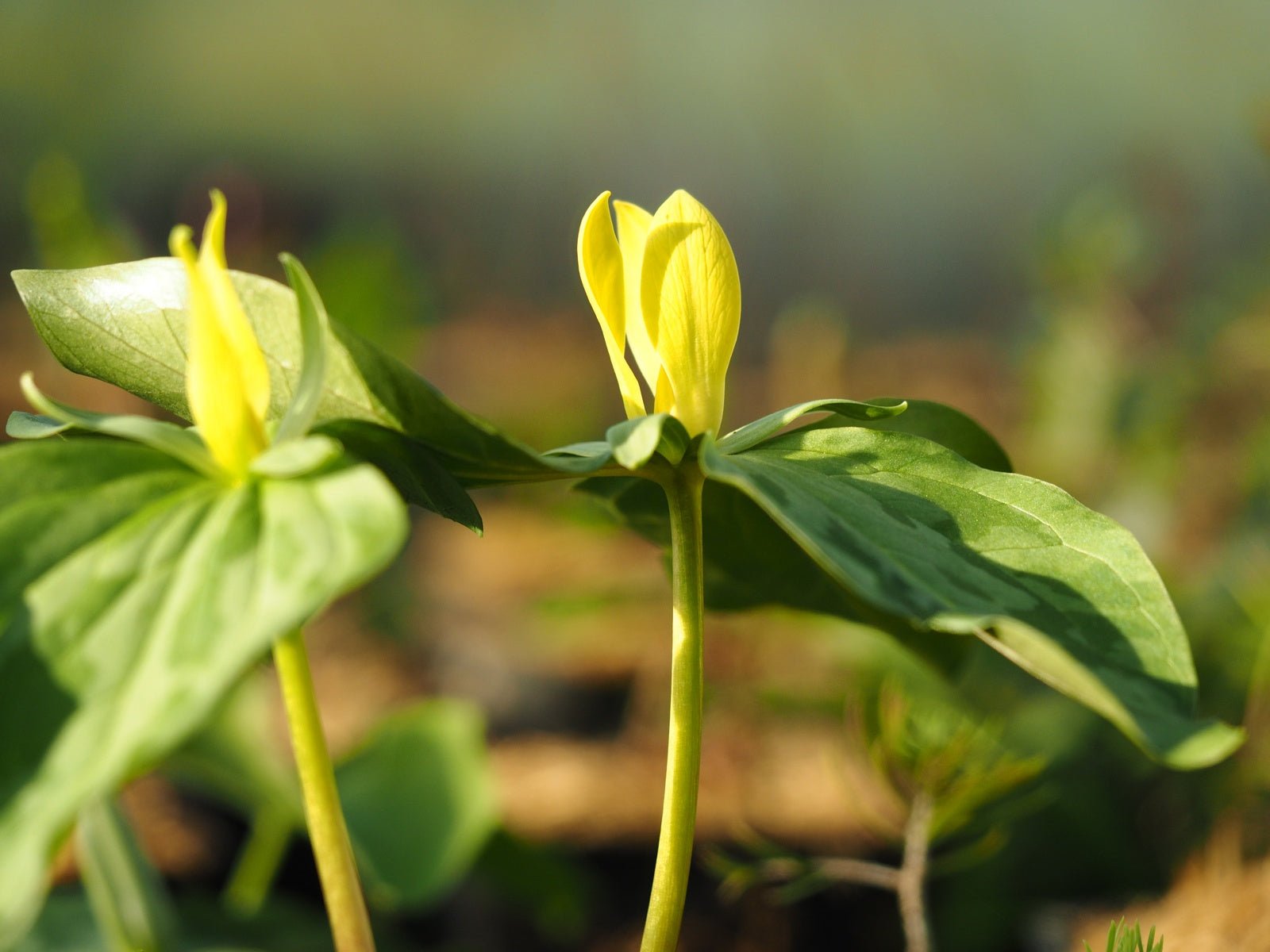 Trillium luteum - Herrenkamper Gärten - Pflanzenraritäten