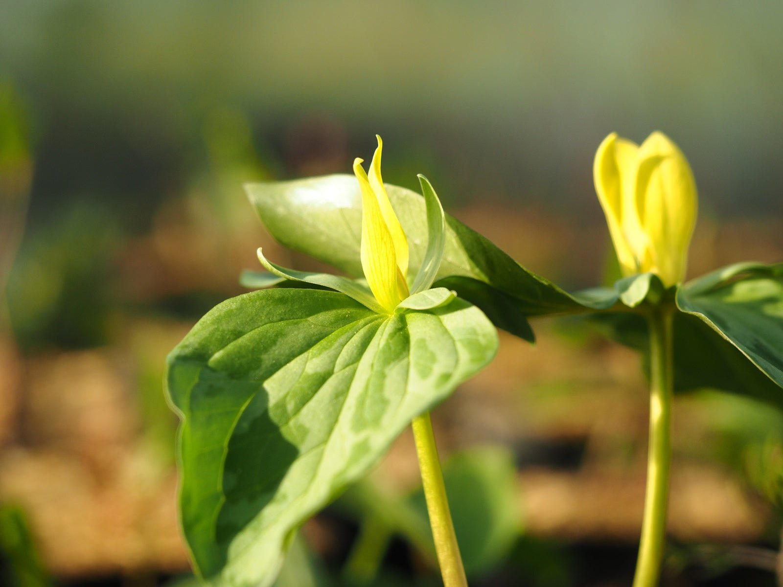 Trillium luteum - Herrenkamper Gärten - Pflanzenraritäten