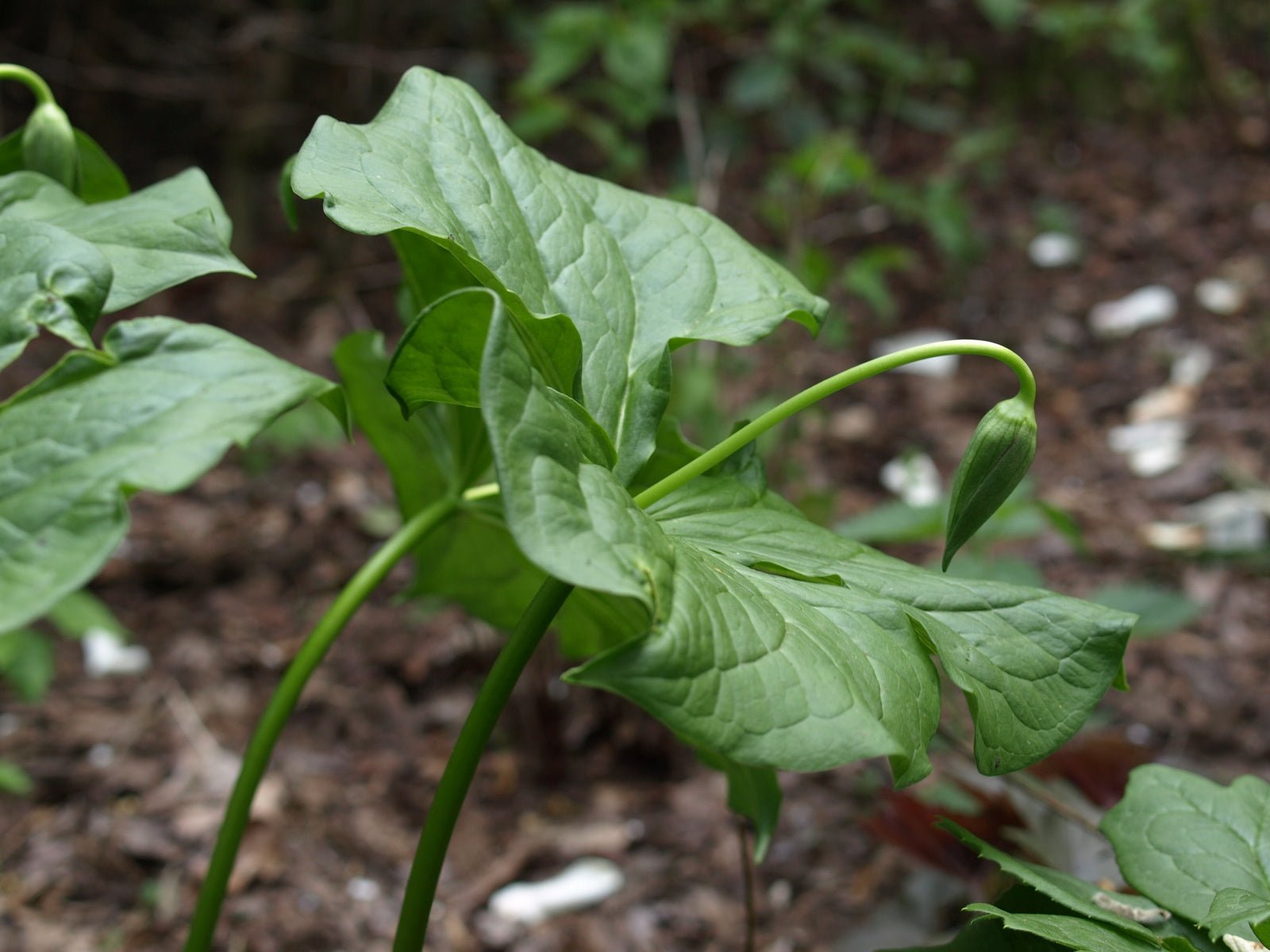 Trillium recurvatum - Herrenkamper Gärten - Pflanzenraritäten