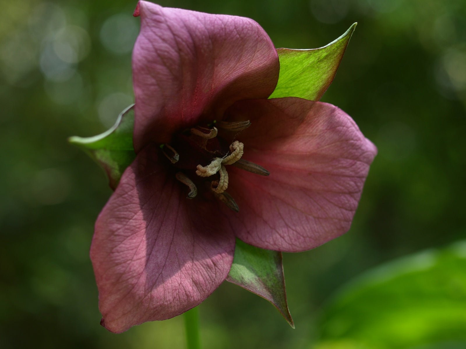 Trillium recurvatum - Herrenkamper Gärten - Pflanzenraritäten