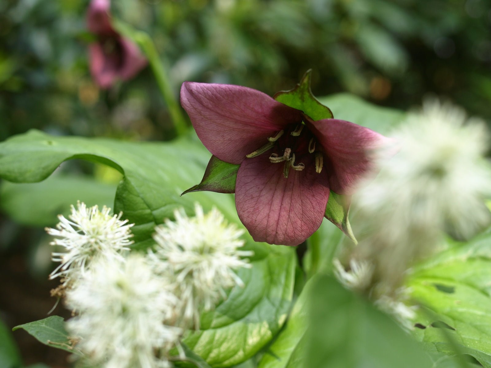 Trillium recurvatum - Herrenkamper Gärten - Pflanzenraritäten