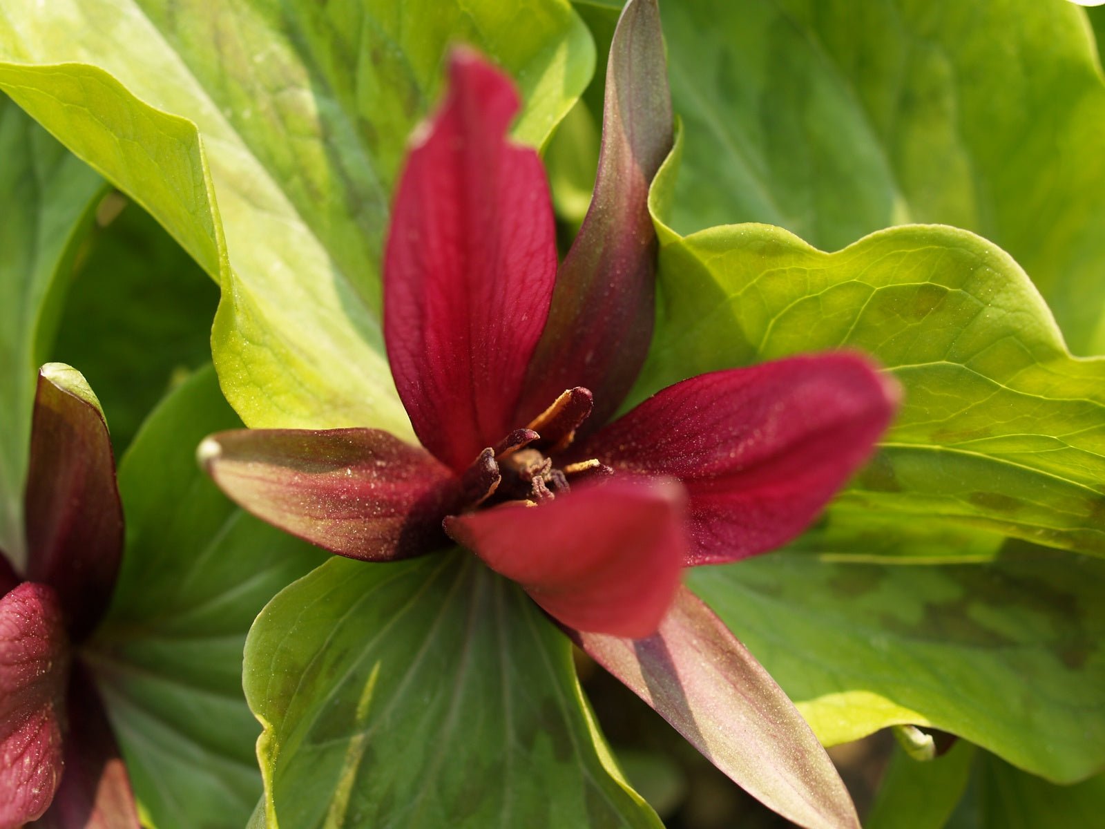 Trillium sessile - Herrenkamper Gärten - Pflanzenraritäten